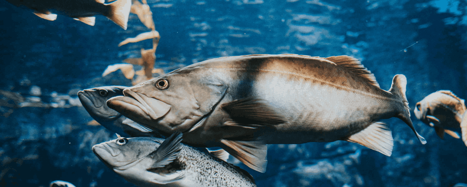 Чем заменить рыбу аллергикам?